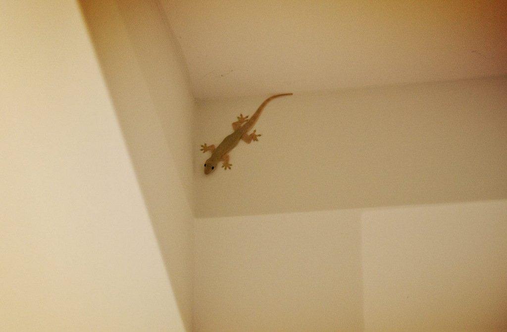Tips Desain Interior agar Rumah Bebas Cicak